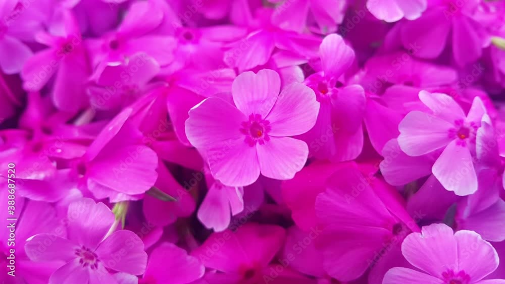 Pink flower with green leaves moving in fresh air during spring season Pink flower with green leaves moving in fresh air during spring season