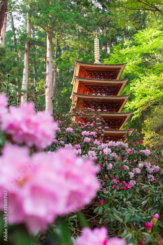 室生寺の五重塔とシャクナゲ © Paylessimages