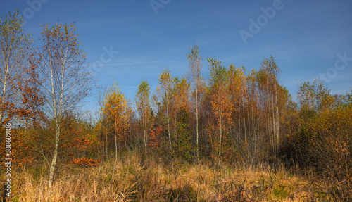 Haspelmoor Fürstenfeldbruck im Herbst, bunte Bäume