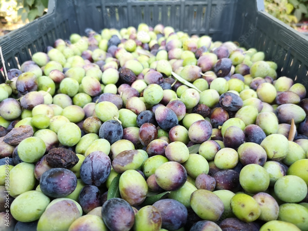 Harvest season, olives in a black box. Olive trees. Healthy eating Harvest season, olives in a black box. Olive trees. Healthy eating