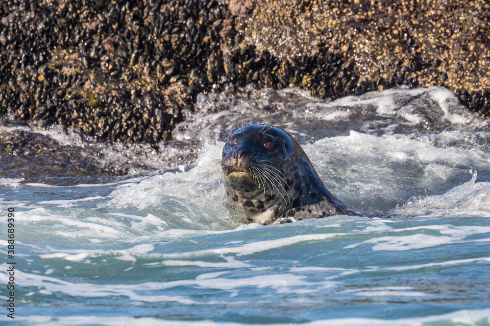 Fototapeta premium Wild harbor seals swimming in the waters off the coast of California near Highway 1.