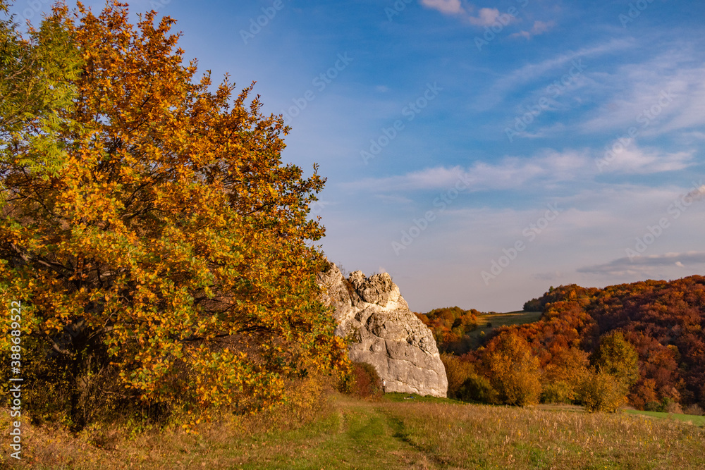 Autumn view of the forest with rocks