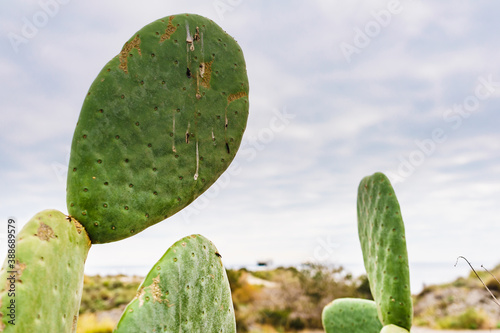 Cactus plants  succulent outdoors