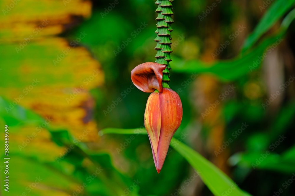 Foto Stock Banana blossom (banana heart) is a fleshy, purpleskinned