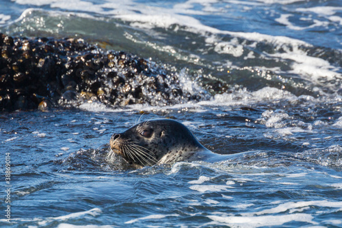 Wild harbor seals swimming in the waters off the coast of California near Highway 1. photo