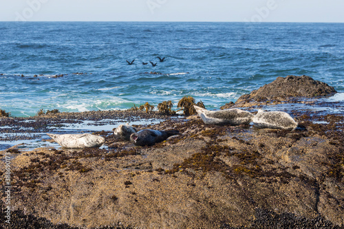 Wild harbor seals sunbathing on coastal rocks along Pacific Highway in California.