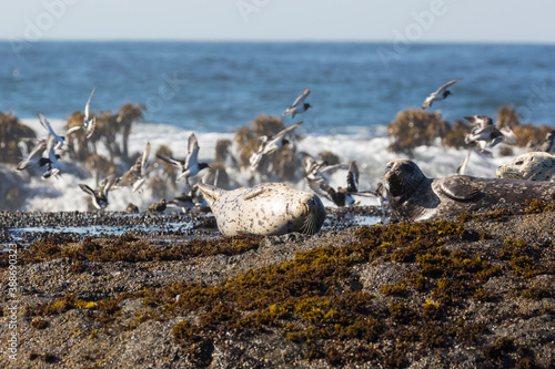 Wild harbor seals sunbathing on coastal rocks along Pacific Highway in California. © Patrick