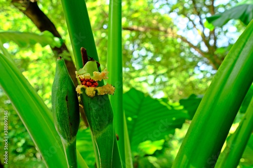 Alocasia Elephant ear flower seeds in a pod on its plant.