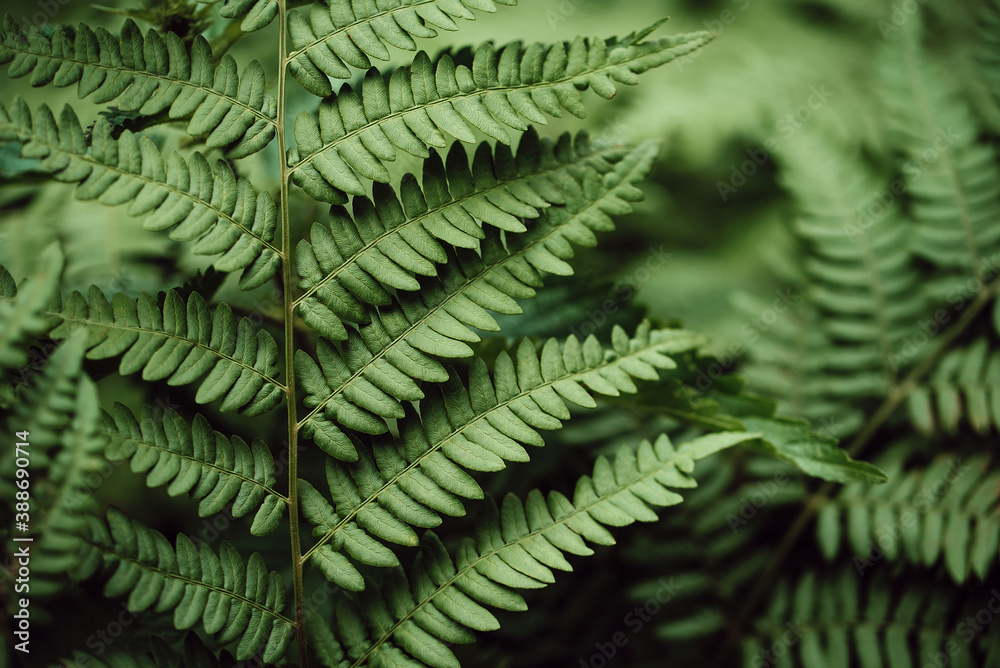 green fern leaves petals background. Deep green foliage. Tropical leaf.