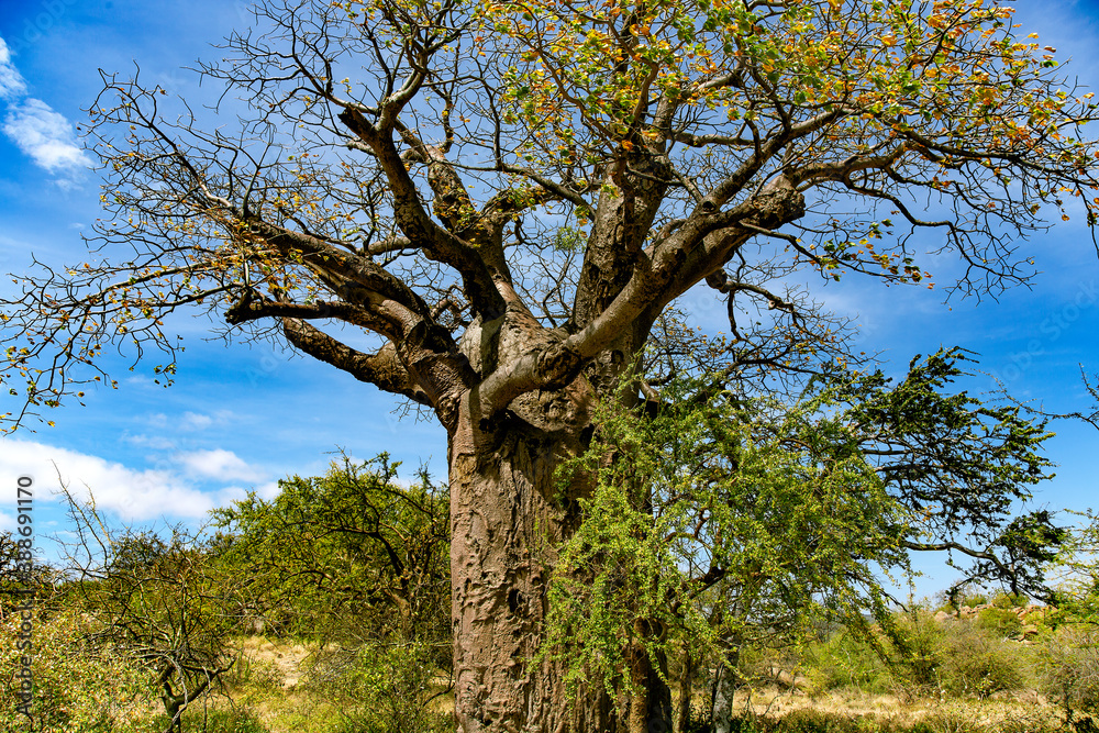 African Baobab Tree Adansonia digitata in Tarangire National park, Tanzania