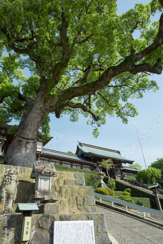 諏方神社の大楠と大門