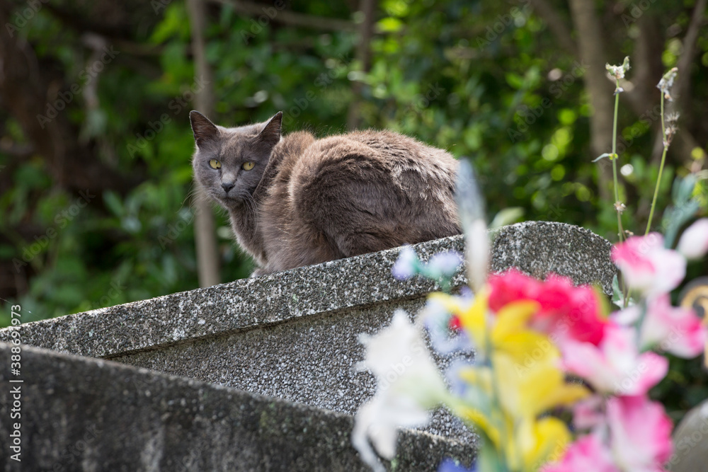 Fototapeta premium 墓地の花と猫
