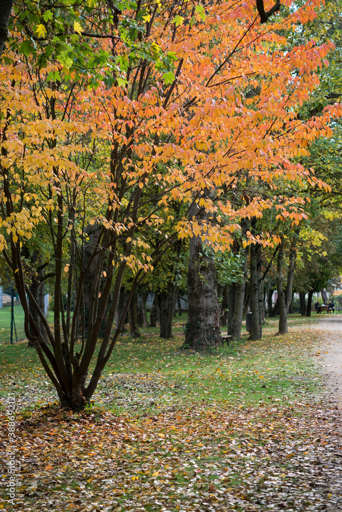 Naklejka premium View of beautiful autumnal tree in urban park