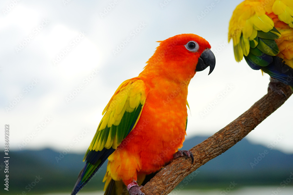 Sun conure parrot or bird Beautiful is aratinga has yellow on Branch out background Blur mountains and sky, (Aratinga solstitialis) exotic pet adorable, native to amazon 