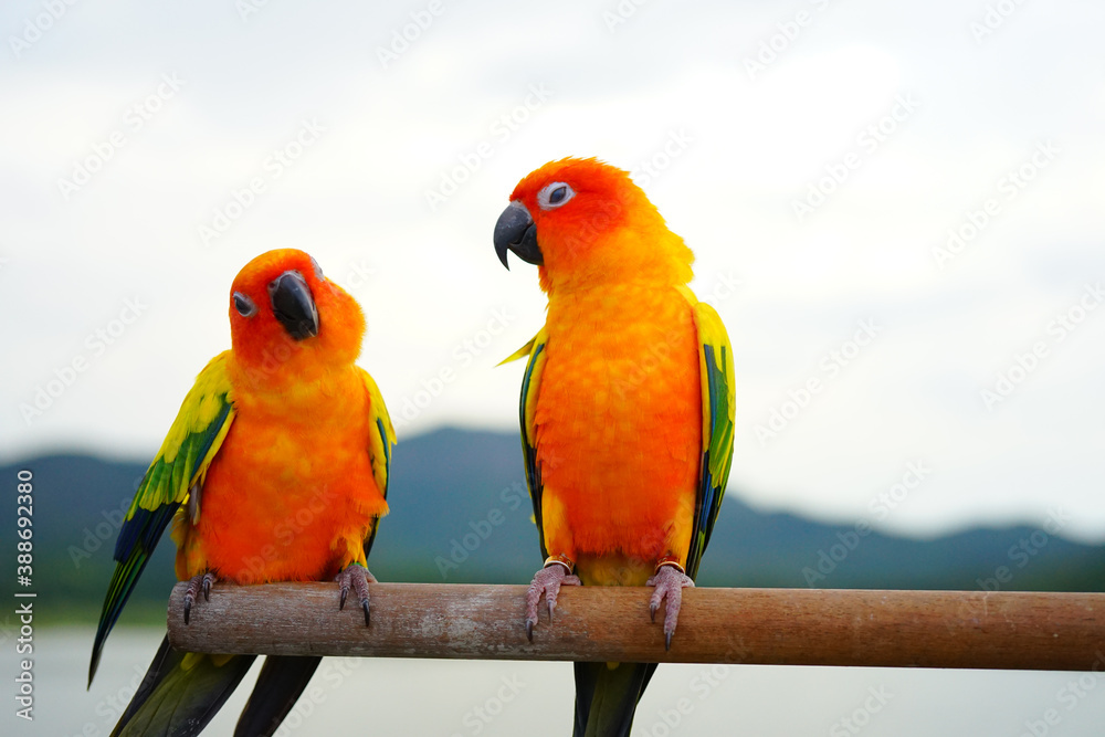 Obraz premium 2 sun conure parrots couple on the sky and mountain background