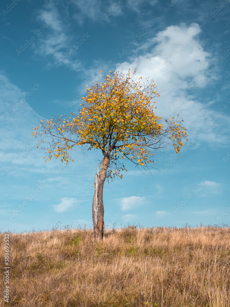 Fototapeta premium Alone tree at the meadow in fall time, blue sky as background