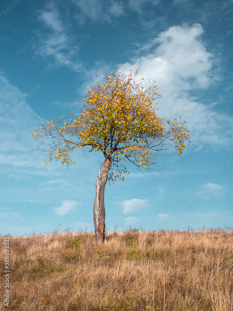 Alone tree at the meadow in fall time, blue sky as background