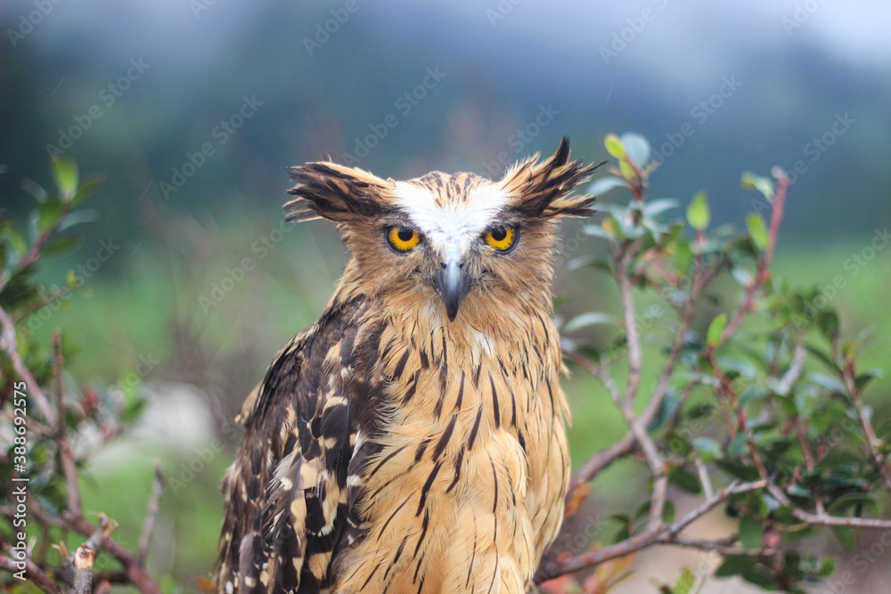 A wild fierce Buffy Fish Owl or A wild fierce Buffy Fish Owl or