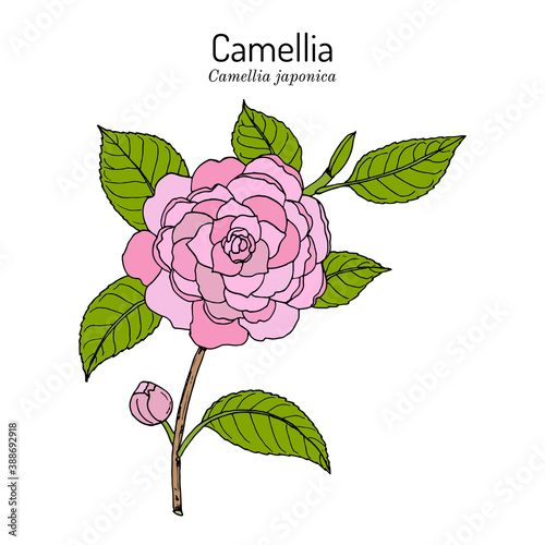 Japanese camellia Camellia japonica , ornamental and medicinal plant