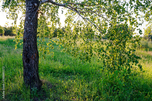 green spring birch in sunbeams in the evening