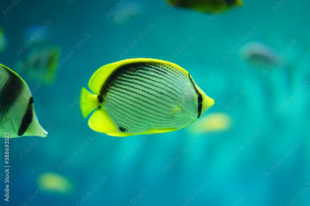 熱帯魚 熱帯魚