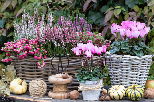 Foto pink Alpenveilchen, Heidekraut und Torfmyrte in Körben im Herbstgarten
