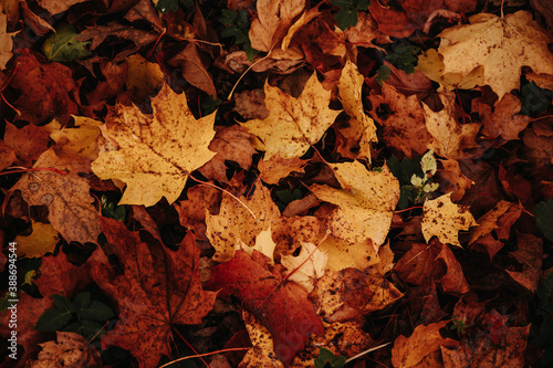 Background group autumn orange  red  yellow maple leaves. Outdoor.