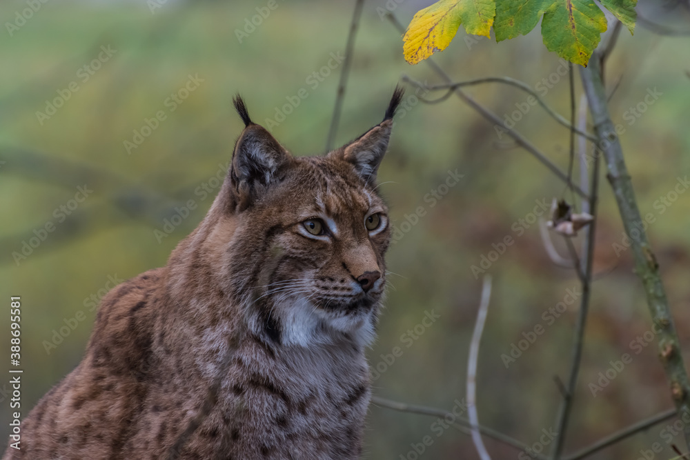 Obraz premium lynx sits and looks in the zoo in the mountains