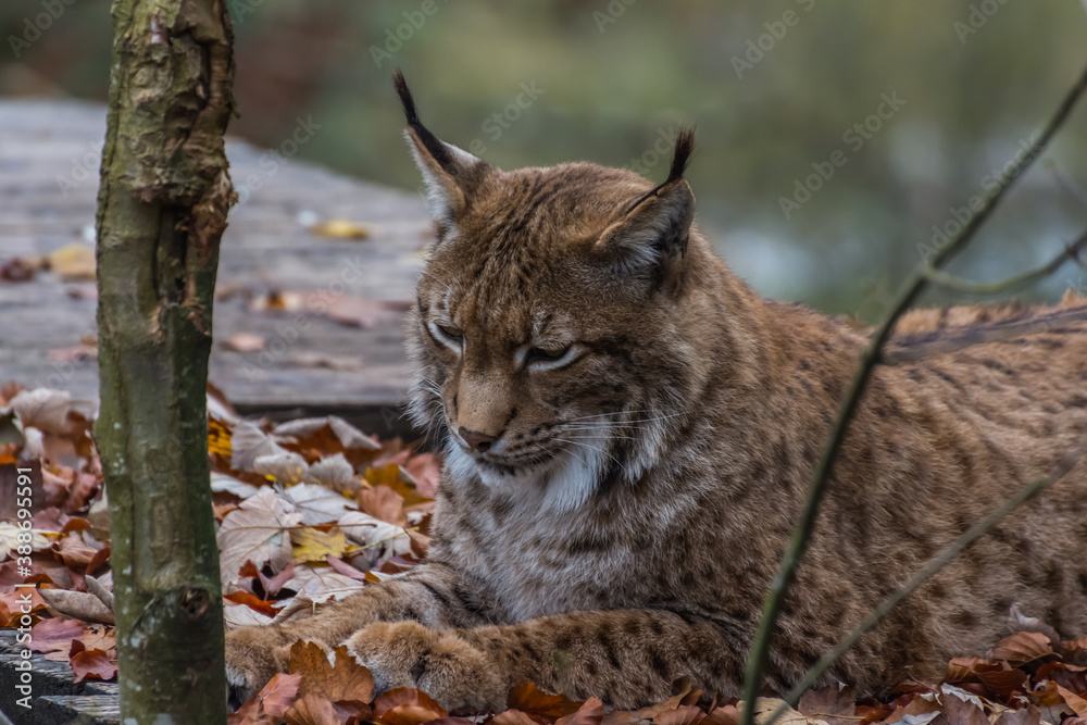 lynx lies in leaves and looks at the ground lynx lies in leaves and looks at the ground