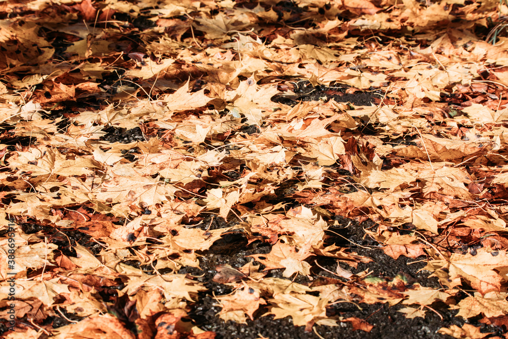 fallen leaves on the ground in the park in autumn for background or texture use. Natural fall concept, autumn pattern background. fallen leaves on the ground in the park in autumn for background or texture use. Natural fall concept, autumn pattern background.