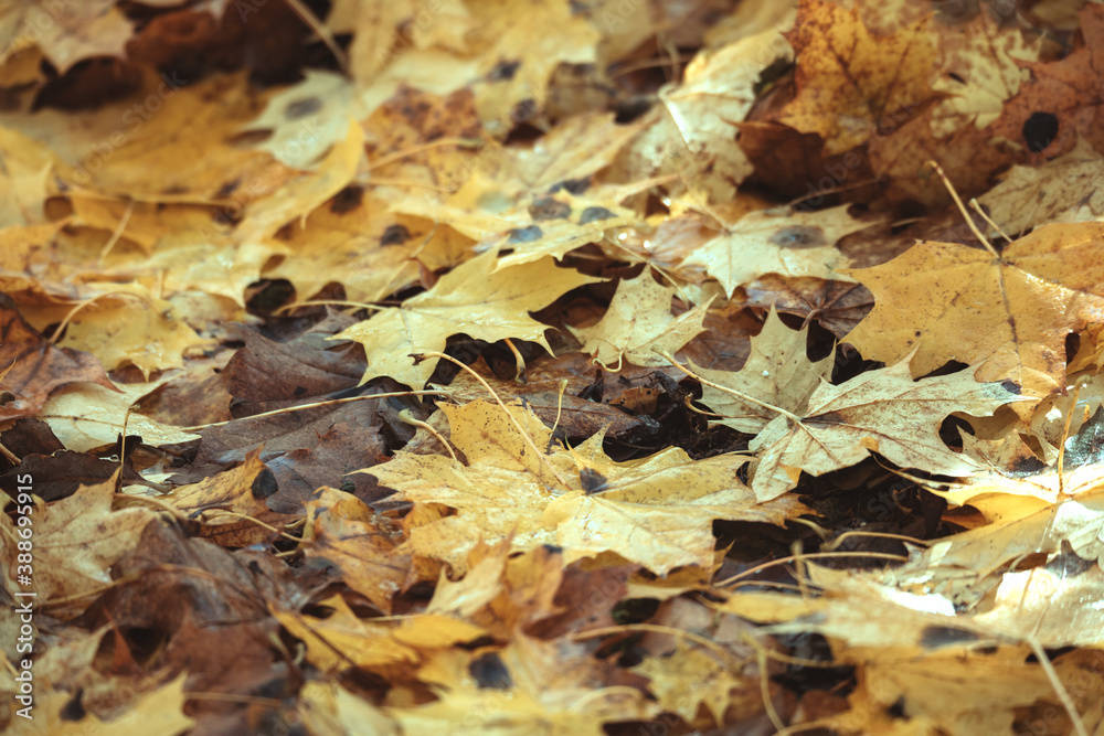 fallen leaves on the ground in the park in autumn for background or texture use. Natural fall concept, autumn pattern background. fallen leaves on the ground in the park in autumn for background or texture use. Natural fall concept, autumn pattern background.