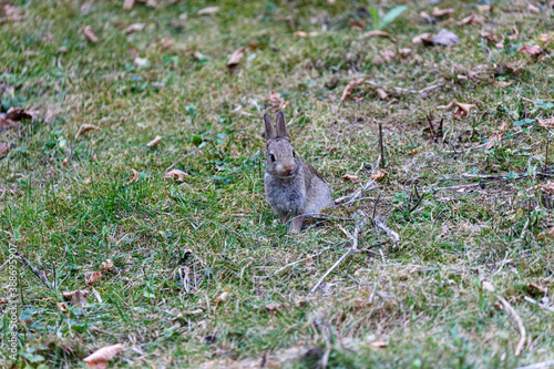 Wild rabbit on grass in garden © rninov