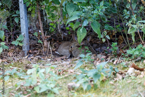 Wild rabbit on grass in garden