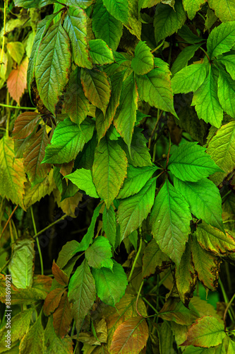 the leaves of wild grapes