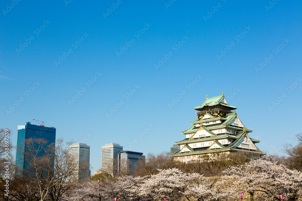 桜咲く大阪城
