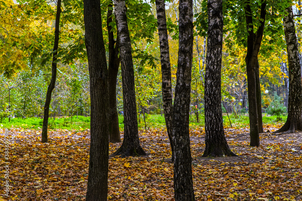Fototapeta premium autumn in the park