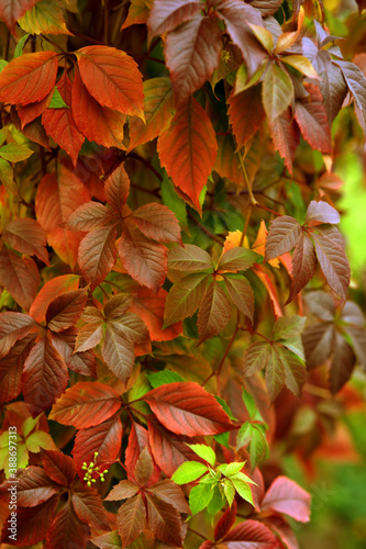 autumn leaves wild grape