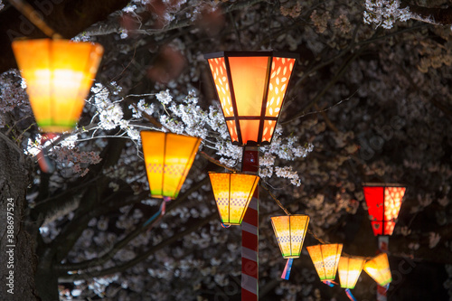 桜祭りの提灯