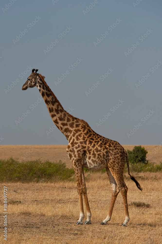 Fototapeta premium Creatures of the savannah during a safari, Serengeti, Amboseli and Tsavo national park, Kenya, Africa