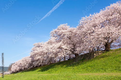 京都八幡市背割堤の桜並木