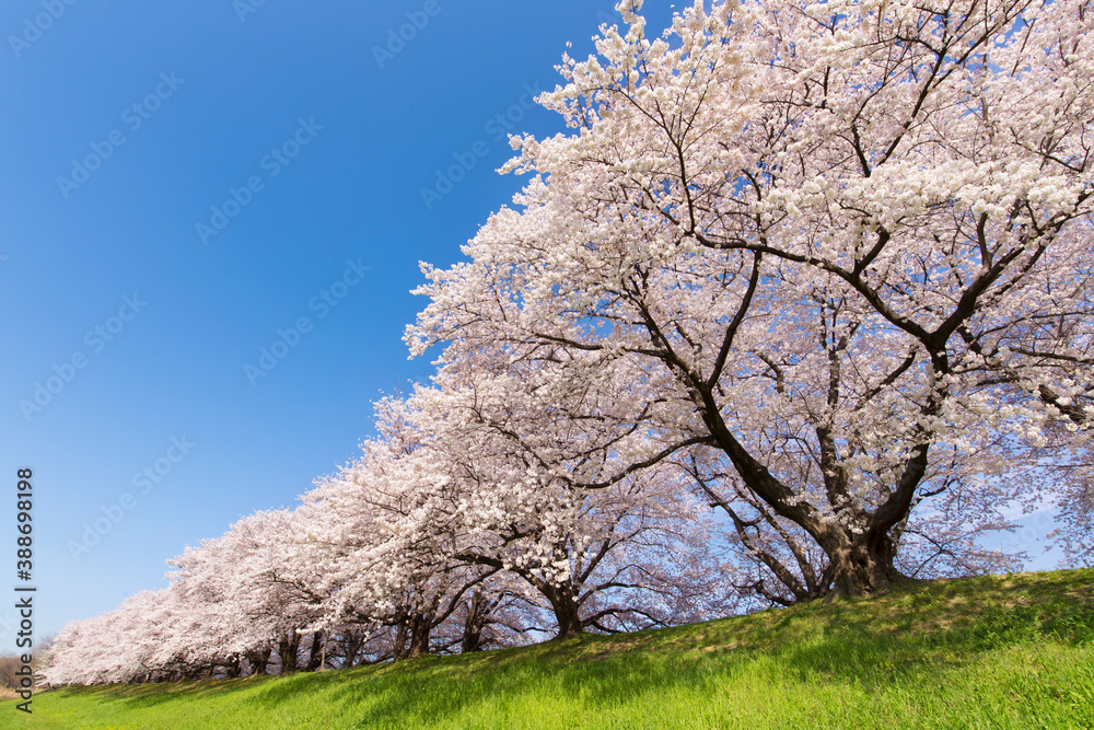 京都八幡市背割堤の桜並木