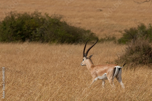 Creatures of the savannah during a safari, Serengeti, Amboseli and Tsavo national park, Kenya, Africa photo