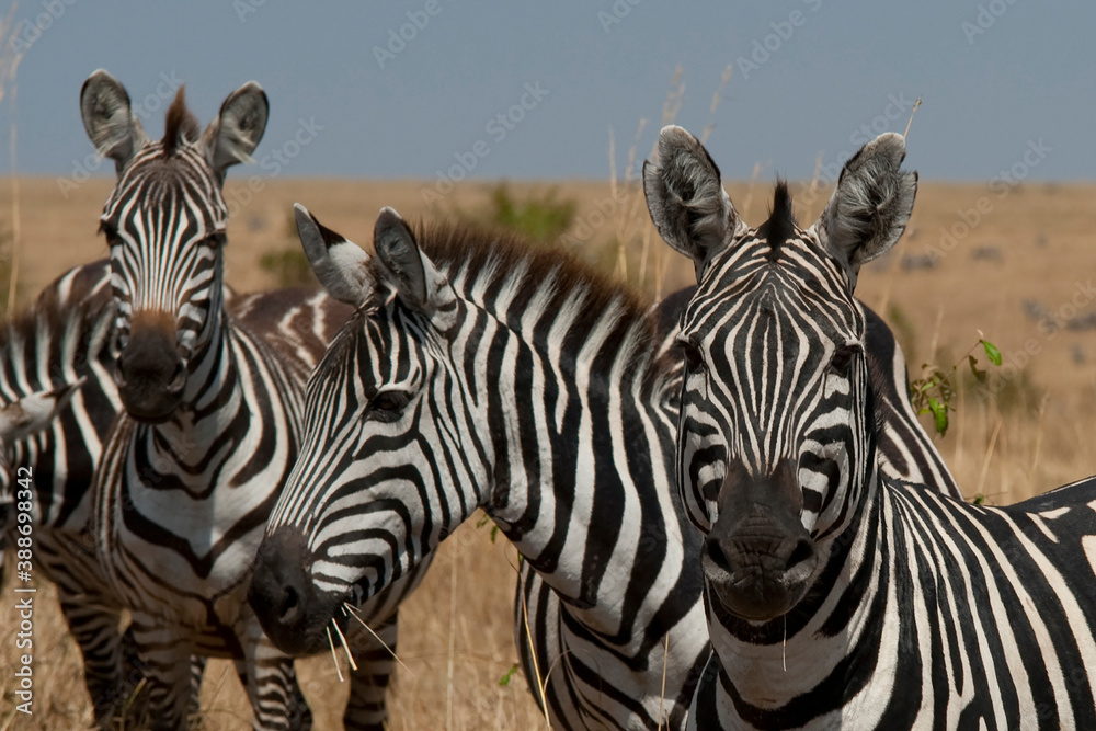 Naklejka premium Creatures of the savannah during a safari, Serengeti, Amboseli and Tsavo national park, Kenya, Africa