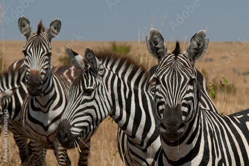 Creatures of the savannah during a safari, Serengeti, Amboseli and Tsavo national park, Kenya, Africa
