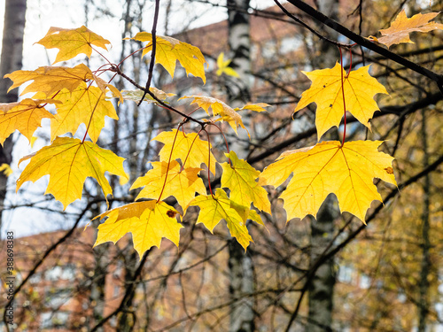 yellow wet leaves of maple trees and blurred birch trees and high-rise apartment house in city on rainy autumn day (focus on leaves on foreground)