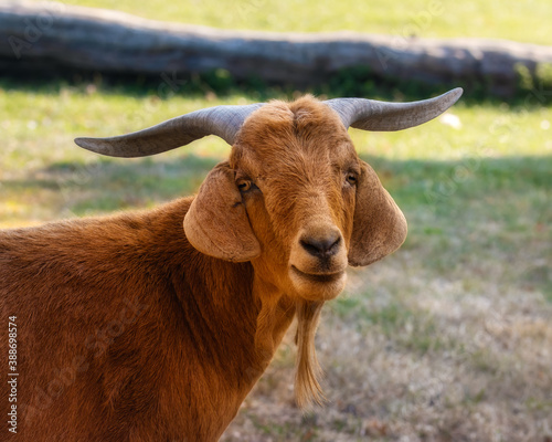 Smiling brown Boer Goat on a pasture