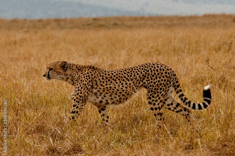 Naklejka premium Creatures of the savannah during a safari, Serengeti, Amboseli and Tsavo national park, Kenya, Africa