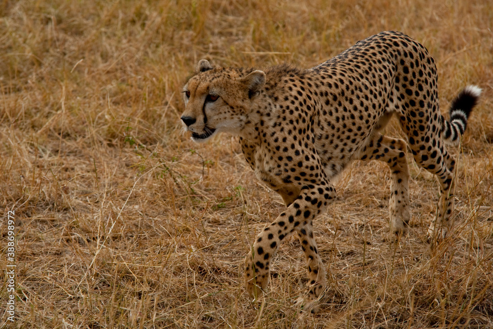 Creatures of the savannah during a safari, Serengeti, Amboseli and Tsavo national park, Kenya, Africa Creatures of the savannah during a safari, Serengeti, Amboseli and Tsavo national park, Kenya, Africa