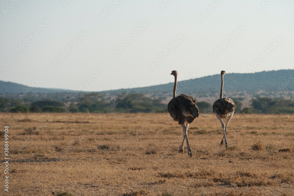 Naklejka premium Creatures of the savannah during a safari, Serengeti, Amboseli and Tsavo national park, Kenya, Africa