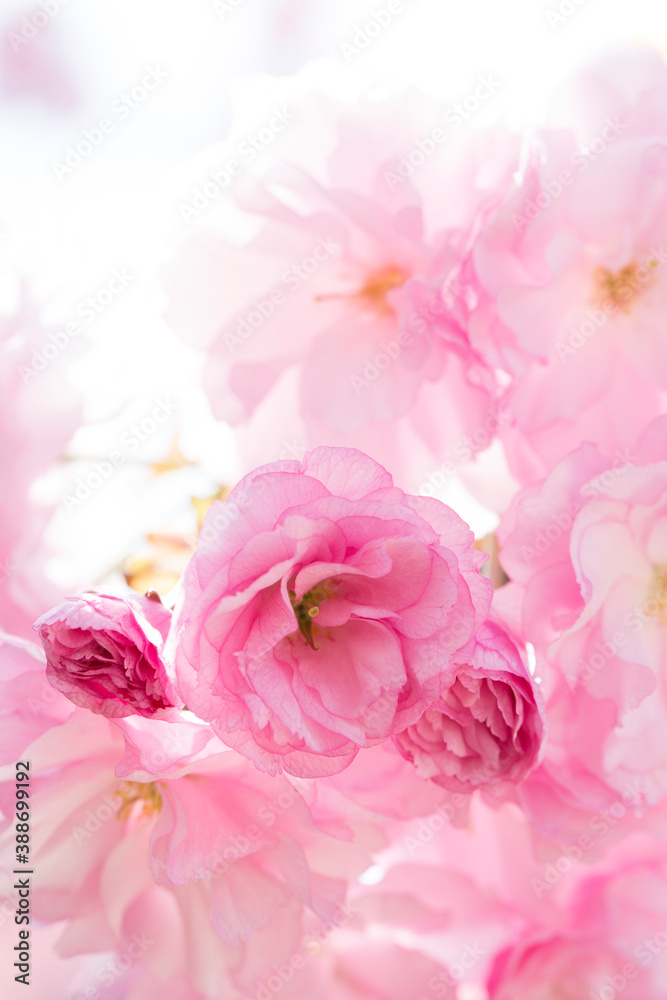 八重桜 八重桜